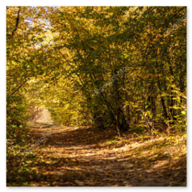 Lauschiger Waldweg im Naturpark Barnim
