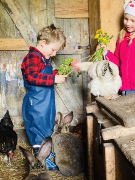 Kinder streicheln Schafe am Hof